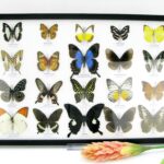 20 wunderschöne echte Schmetterlinge im schwarzen Rahmen als Wandbild - A-20-pericles-05