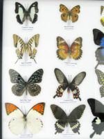 20 wunderschöne echte Schmetterlinge im schwarzen Rahmen als Wandbild - A-20-pericles-05 – Bild 6