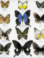 20 wunderschöne echte Schmetterlinge im schwarzen Rahmen als Wandbild - A-20-pericles-05 – Bild 7