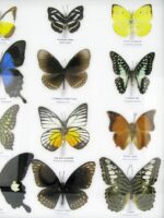 20 wunderschöne echte Schmetterlinge im schwarzen Rahmen als Wandbild - A-20-pericles-05 – Bild 8