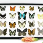 20 wunderschöne echte Schmetterlinge im schwarzen Rahmen als Wandbild - A-20-pericles-06