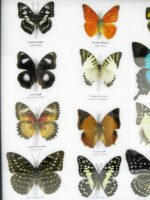 20 wunderschöne echte Schmetterlinge im schwarzen Rahmen als Wandbild - A-20-pericles-06 – Bild 6