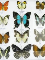 20 wunderschöne echte Schmetterlinge im schwarzen Rahmen als Wandbild - A-20-pericles-06 – Bild 7