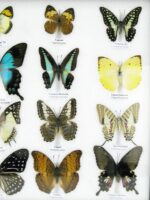 20 wunderschöne echte Schmetterlinge im schwarzen Rahmen als Wandbild - A-20-pericles-06 – Bild 8