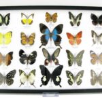 20 wunderschöne echte Schmetterlinge im schwarzen Rahmen als Wandbild - A-20-pericles-07