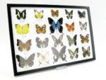 20 wunderschöne echte Schmetterlinge im schwarzen Rahmen als Wandbild - A-20-pericles-07 – Bild 3