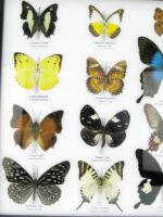 20 wunderschöne echte Schmetterlinge im schwarzen Rahmen als Wandbild - A-20-pericles-07 – Bild 6