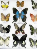 20 wunderschöne echte Schmetterlinge im schwarzen Rahmen als Wandbild - A-20-pericles-07 – Bild 7