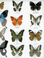 20 wunderschöne echte Schmetterlinge im schwarzen Rahmen als Wandbild - A-20-pericles-07 – Bild 8