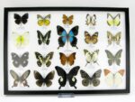 20 wunderschöne echte Schmetterlinge im schwarzen Rahmen als Wandbild - A-20-pericles-08 – Bild 2