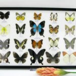 20 wunderschöne echte Schmetterlinge im schwarzen Rahmen als Wandbild - A-20-pericles-08