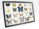 20 wunderschöne echte Schmetterlinge im schwarzen Rahmen als Wandbild - A-20-pericles-08 – Bild 3