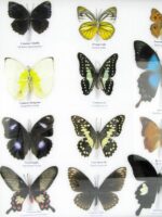 20 wunderschöne echte Schmetterlinge im schwarzen Rahmen als Wandbild - A-20-pericles-08 – Bild 6