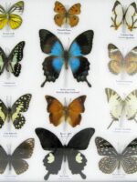 20 wunderschöne echte Schmetterlinge im schwarzen Rahmen als Wandbild - A-20-pericles-08 – Bild 7