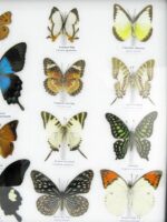 20 wunderschöne echte Schmetterlinge im schwarzen Rahmen als Wandbild - A-20-pericles-08 – Bild 8