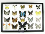 20 wunderschöne echte Schmetterlinge im schwarzen Rahmen als Wandbild - A-20-pericles-09 – Bild 2