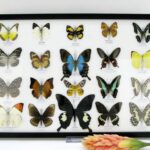 20 wunderschöne echte Schmetterlinge im schwarzen Rahmen als Wandbild - A-20-pericles-09