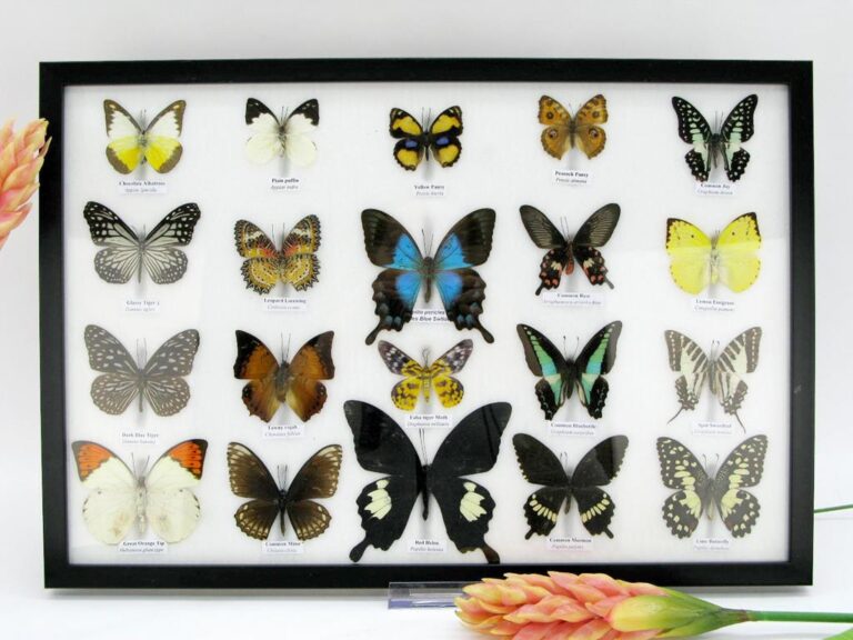 20 echte präparierte Schmetterlinge im großen schwarzen Schaukasten