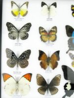 20 wunderschöne echte Schmetterlinge im schwarzen Rahmen als Wandbild - A-20-pericles-09 – Bild 6