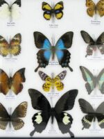 20 wunderschöne echte Schmetterlinge im schwarzen Rahmen als Wandbild - A-20-pericles-09 – Bild 7