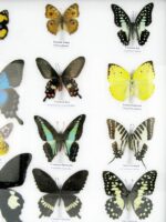 20 wunderschöne echte Schmetterlinge im schwarzen Rahmen als Wandbild - A-20-pericles-09 – Bild 8