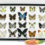 20 wunderschöne echte Schmetterlinge im schwarzen Rahmen als Wandbild - A-20-pericles-10