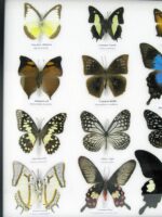 20 wunderschöne echte Schmetterlinge im schwarzen Rahmen als Wandbild - A-20-pericles-10 – Bild 6