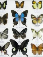 20 wunderschöne echte Schmetterlinge im schwarzen Rahmen als Wandbild - A-20-pericles-10 – Bild 7