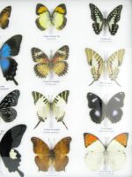 20 wunderschöne echte Schmetterlinge im schwarzen Rahmen als Wandbild - A-20-pericles-10 – Bild 8