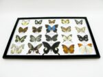 20 wunderschöne echte Schmetterlinge im schwarzen Rahmen als Wandbild - A-20-pericles-10 – Bild 10