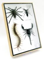 XXL PoisenBox Vogelspinne Skorpion Cendipede Geißelskorpion – Bild 3