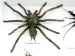 XXL PoisenBox Vogelspinne Skorpion Cendipede Geißelskorpion – Bild 5