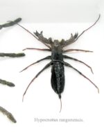 XXL PoisenBox Vogelspinne Skorpion Cendipede Geißelskorpion – Bild 6