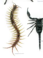 XXL PoisenBox Vogelspinne Skorpion Cendipede Geißelskorpion – Bild 7