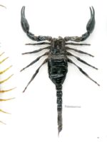 XXL PoisenBox Vogelspinne Skorpion Cendipede Geißelskorpion – Bild 8