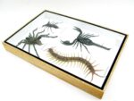 XXL PoisenBox Vogelspinne Skorpion Cendipede Geißelskorpion – Bild 10