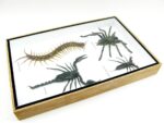 XXL PoisenBox Vogelspinne Skorpion Cendipede Geißelskorpion – Bild 11