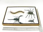 XXL PoisenBox Vogelspinne Skorpion Cendipede Geißelskorpion – Bild 12