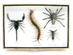 XXL PoisenBox Vogelspinne Skorpion Cendipede Geißelskorpion – Bild 2