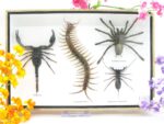 XXL PoisenBox Vogelspinne Skorpion Cendipede Geißelskorpion