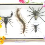 XXL PoisenBox Vogelspinne Skorpion Cendipede Geißelskorpion