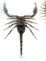 XXL PoisenBox Vogelspinne Skorpion Cendipede Geißelskorpion – Bild 5