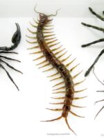 XXL PoisenBox Vogelspinne Skorpion Cendipede Geißelskorpion – Bild 6