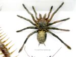 XXL PoisenBox Vogelspinne Skorpion Cendipede Geißelskorpion – Bild 7