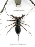 XXL PoisenBox Vogelspinne Skorpion Cendipede Geißelskorpion – Bild 8