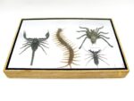 XXL PoisenBox Vogelspinne Skorpion Cendipede Geißelskorpion – Bild 9