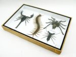 XXL PoisenBox Vogelspinne Skorpion Cendipede Geißelskorpion – Bild 10