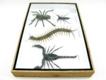 XXL PoisenBox Vogelspinne Skorpion Cendipede Geißelskorpion – Bild 12