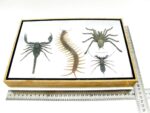 XXL PoisenBox Vogelspinne Skorpion Cendipede Geißelskorpion – Bild 13