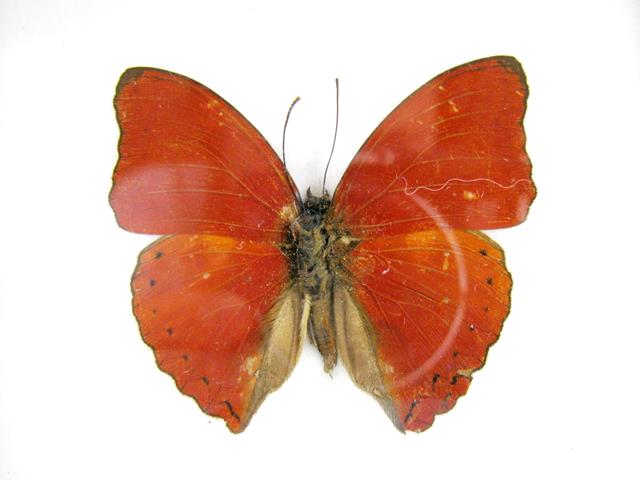 Red Glider Cymothoe sangaris mit roten ausgebreiteten Flügeln, feinen dunklen Adern und gewellten Hinterflügelrändern